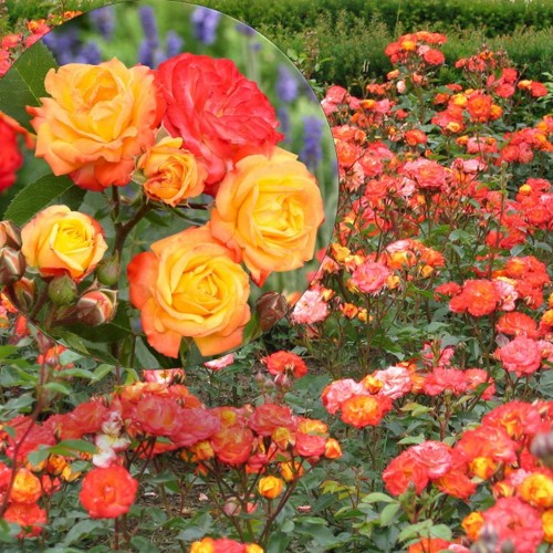 Rosa 'Rumba' - Roos 'Rumba' C4/4L